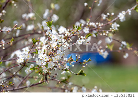 spring flowering of fruit trees, white flowers on a background of green foliage 125535021