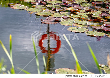 A water lily in a pond with a red reflection of a lifebuoy 125535038
