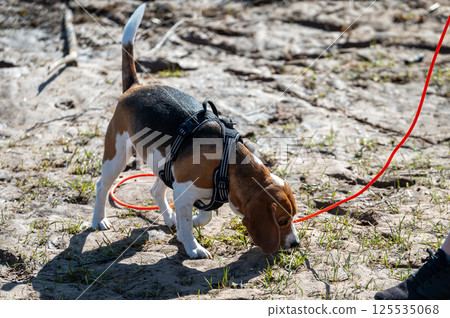 Beagle dog on a leash on a walk in the park. 125535068
