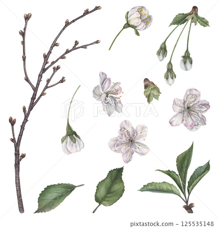 White cherry flowers, buds, green leaves and tree branch. Hand drawn watercolor illustration of spring blooming elements on isolated background. From this set you can compose your own arrangements. 125535148