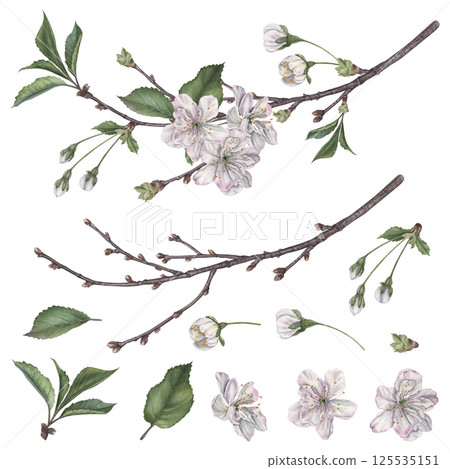 White cherry flowers, buds, green leaves and tree branch. Hand drawn watercolor illustration of spring blooming elements on isolated background. From this set you can compose your own arrangements. White cherry flowers, buds, green leaves and tree branch. Hand drawn watercolor illustration of spring blooming elements on isolated background. From this set you can compose your own arrangements. 125535151