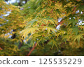 Toji Temple: New Greenery: Special Nighttime Viewing 125535229