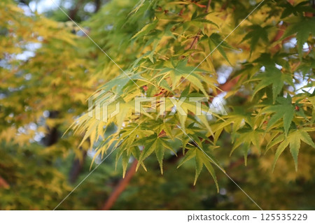 Toji Temple: New Greenery: Special Nighttime Viewing 125535229