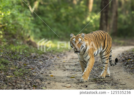 wild female bengal tiger or panthera tigris walking head on safari trail during morning territory patrol with eye contact at dhikala zone of jim corbett national park forest reserve uttarakhand india wild female bengal tiger or panthera tigris walking head on safari trail during morning territory patrol with eye contact at dhikala zone of jim corbett national park forest reserve uttarakhand india 125535236