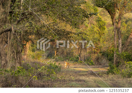 wild male bengal tiger or panthera tigris standing in forest deep in woods or woodland in natural scenic green environment in evening safari at dhikala zone jim corbett national park uttarakhand india 125535237