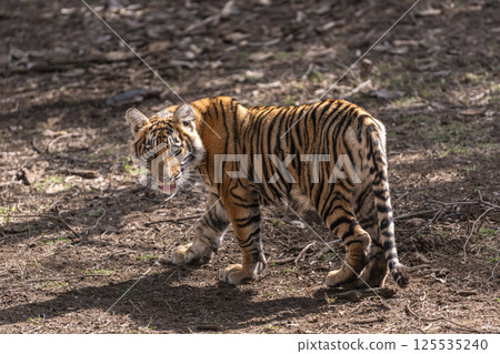 wild female bengal tiger or panthera tigris bold cute cub head turn with full face and eye contact on jungle track in summer season safari at ranthambore national park forest reserve rajasthan india 125535240