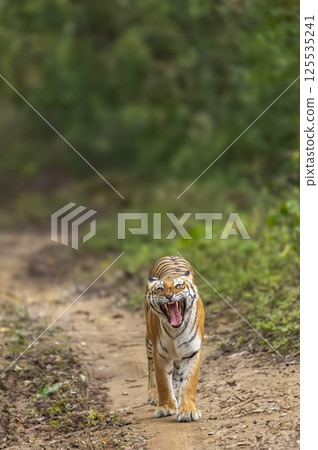 wild bengal female tiger or panthera tigris with angry face expression territory patrol mock charging on tourist vehicles showing aggression while safari dhikala jim corbett national park forest india 125535241