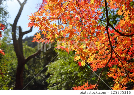 Vivid Maple Leaves in Hyuga 125535316
