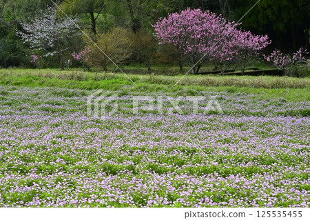 春季農村地區 春季農村地區 125535455