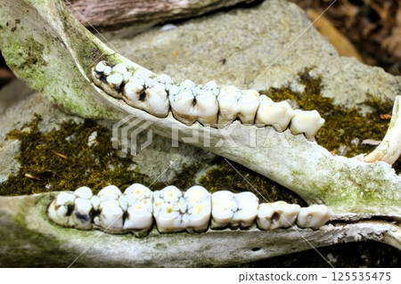 野豬頭骨架 野豬頭骨架 125535475