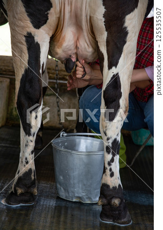 Farmer are  milking a cows by hand. 125535507