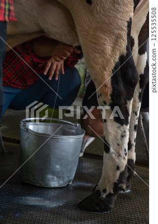 Farmer are  milking a cows by hand. 125535508