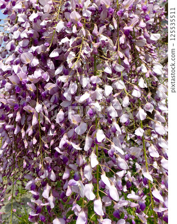  Wisteria flowers 125535511