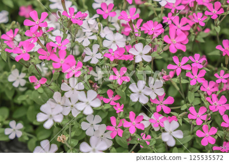 March 24 2025 Pink and White Flowers Blooming in a Lush Garden Setting 125535572