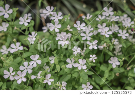 March 24 2025 A Beautiful White Flowers Among Lush Greenery March 24 2025 A Beautiful White Flowers Among Lush Greenery 125535573
