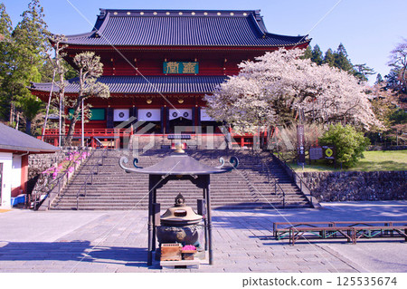 Nikko City Nikkozan Rinnoji Temple Sanbutsudo and Kongo Sakura in full bloom 125535674