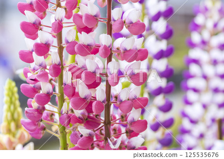  Lupine 125535676