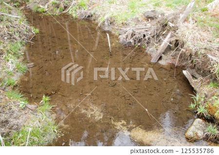 Frog eggs in a puddle Frog eggs in a puddle 125535786