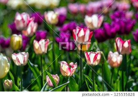 Field of Purple and White Tulips. Background with selective focus and copy space. Field of Purple and White Tulips. Background with selective focus and copy space. 125535828