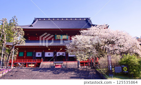 Nikko City Nikkozan Rinnoji Temple Sanbutsudo and Kongo Sakura in full bloom 125535864