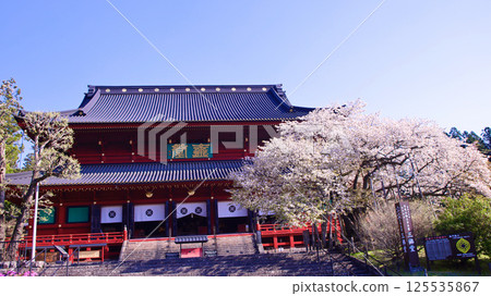 Nikko City Nikkozan Rinnoji Temple Sanbutsudo and Kongo Sakura in full bloom Nikko City Nikkozan Rinnoji Temple Sanbutsudo and Kongo Sakura in full bloom 125535867