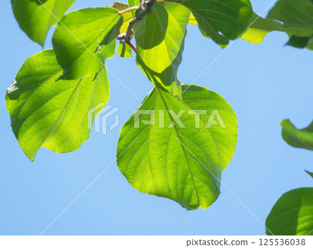 16 Leaves Shining in the Spring Sky 125536038