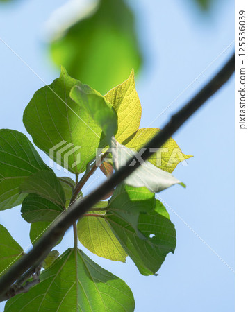 Leaves shining in the spring sky 17 125536039