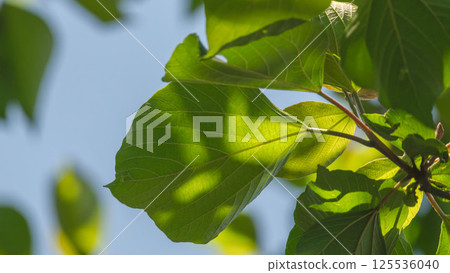18 Leaves Shining in the Spring Sky 125536040