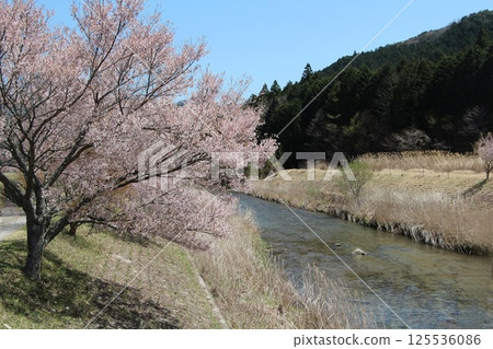 Nagura River Kohigan Cherry Blossoms 125536086