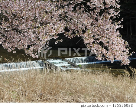 Kohigan cherry blossoms in Shimizu, Shitara Town 125536088