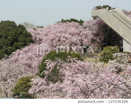 幸田垂枝櫻花觀景台 幸田垂枝櫻花觀景台 125536106
