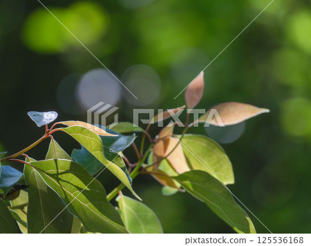 Spring forest: Shining leaves 41 125536168