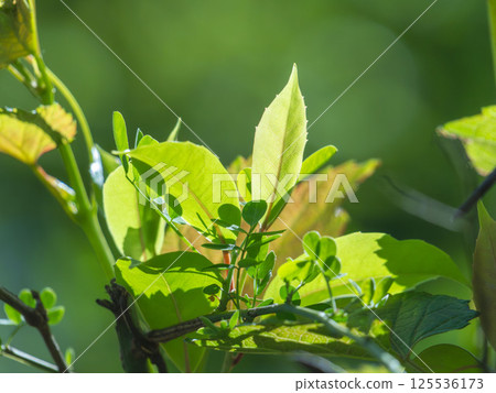 Spring Forest: Shining Leaves 46 125536173