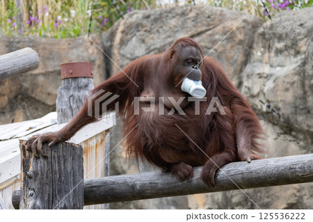 Bornean orangutan holding a yogurt container Bornean orangutan holding a yogurt container 125536222