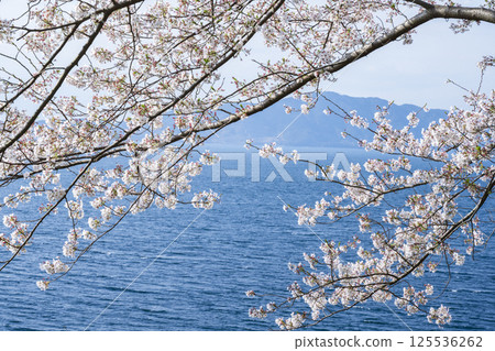 Cherry blossoms at Yunoko Cherry Line Cherry blossoms at Yunoko Cherry Line 125536262