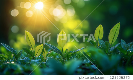 Forest through which light shines 125536275