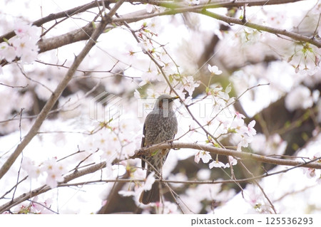 A bulbul perching on a cherry tree A bulbul perching on a cherry tree 125536293