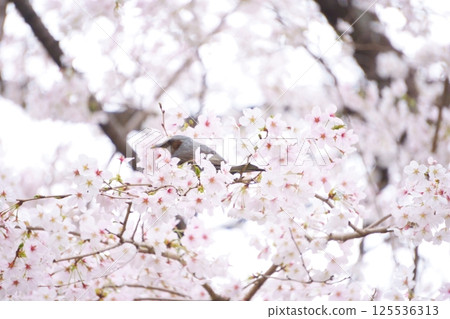 Bulbul perching on a branch of cherry blossoms in full bloom Bulbul perching on a branch of cherry blossoms in full bloom 125536313