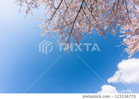 複製吉野櫻花樹的空間在盛開和藍天 125536778