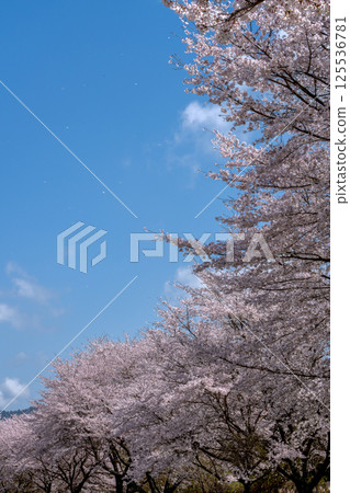 複製吉野櫻花樹的空間在盛開和藍天 125536781