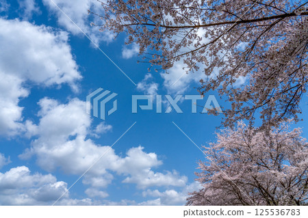 複製吉野櫻花樹的空間在盛開和藍天 125536783