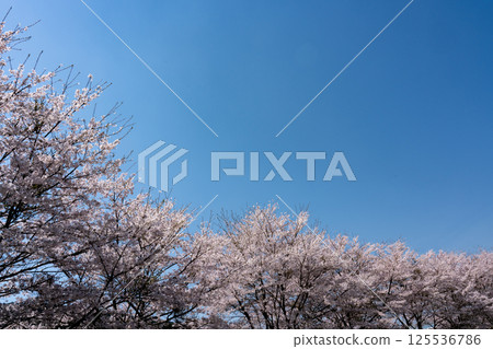 複製吉野櫻花樹的空間在盛開和藍天 125536786