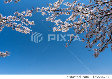 Copy space of Yoshino cherry tree in full bloom and blue sky 125536787