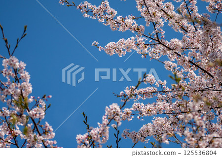 複製吉野櫻花樹的空間在盛開和藍天 125536804