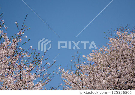 複製吉野櫻花樹的空間在盛開和藍天 125536805