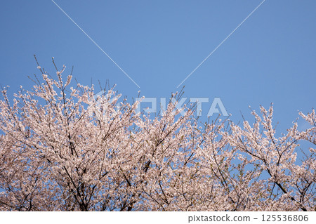 複製吉野櫻花樹的空間在盛開和藍天 125536806