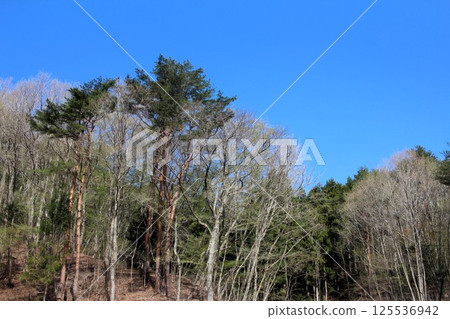 Forest of fine weather 125536942