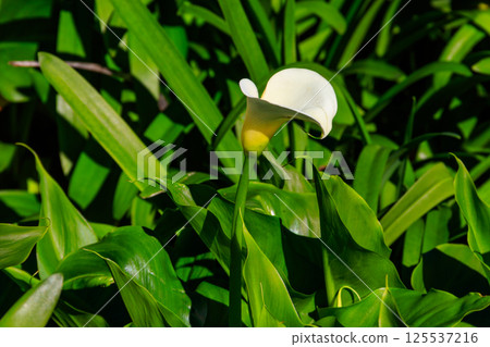 White calla lily (Zantedeschia aethiopica), also known as arum lily in garden 125537216