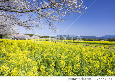 Cherry blossoms and rape blossoms at Saitobaru Burial Mounds Cherry blossoms and rape blossoms at Saitobaru Burial Mounds 125537264