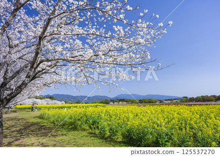 Cherry blossoms and rape blossoms at Saitobaru Burial Mounds Cherry blossoms and rape blossoms at Saitobaru Burial Mounds 125537270
